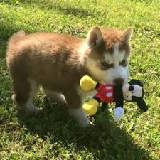 Find siberian husky puppies for sale and dogs for adoption near you. Siberian Husky Puppies For Sale Near Me Usa Canada Australia