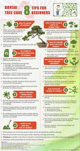 Take care, however, if fungus is a problem where you live, especially when watering in the afternoon as warm, moist weather is conducive for fungus growth. Bonsai Tree Care 8 Tips For Beginners Infographic Bonsai Tree Bonsai Tree Care Indoor Bonsai Tree