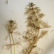 Image result for Pleurolobus salicifolius