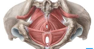 Pelvic Floor Muscles Inferior View Pelvic Floor Pelvic Floor Dysfunction Pelvic Floor Muscles