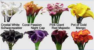 Callas By Oregon Coastal Flowers Calla Calla Lily Flowers