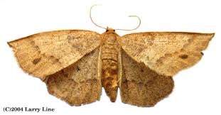 Image result for Hunteria myriantha