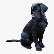 Labrador Retriever Png Black Lab Transparent Background Png Download Kindpng Black colored brush stroke, download free brush stroke transparent png images for your works.