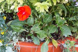 We did not find results for: What Does Deer Resistant Mean Le Jardinet