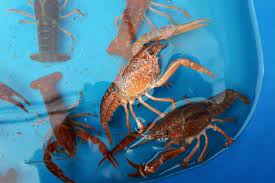 Crayfish are prized culinary treats in europe. Why Is My Crayfish Trying To Escape Acuario Pets