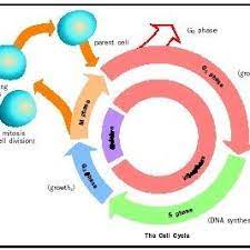 Check spelling or type a new query. Pdf Cell Cycle