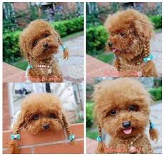 Sevimli Hayvanlar Cute Animals Cute Puppies Cute Animals Cute Dogs