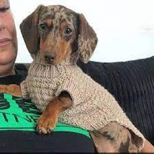 Whether it's a fashionable cardigan or a pullover, you'll find just what you're looking for in this. Pdf Download Knit Pattern For Seed Stitch Miniature Dachshund Dog Sweater In 2021 Dachshund Dog Sweaters Small Dog Sweaters Dog Sweaters