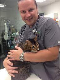 Maybe you would like to learn more about one of these? Our Very Own Dr Valeriy Andreyev Treating This Very Beautiful Bengal Animalhospital Eco Deco Bengal Cat Kitt Bengal Cat Domestic Cat Breeds Cat Care