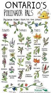 Fresh flowers, gift baskets for all occasions including birthday, anniversary and sympathy flowers. Ontario Nature On Twitter Native Plant Gardening Bee Garden Native Plants