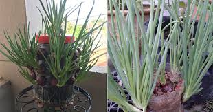 Tanam daun bawang di air. Cara Tanam Bawang Untuk Daunnya Boleh Pakai Botol Atau Balang Saja Vanilla Kismis