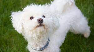 Coton de tulears may be small but they are not fragile. White Dog Breeds 31 Big Small Pups With Short Or Fluffy Coats
