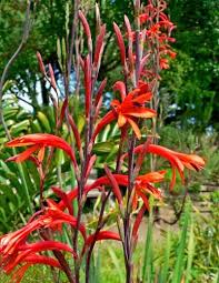 Image result for Watsonia