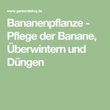 Bananenpflanze Pflege Der Banane Uberwintern Und Dungen Bananenpflanze Pflege Bananenpflanze Pflanzen