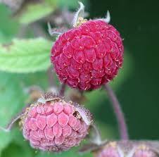 Image result for Rubus