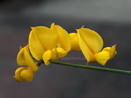 Image result for Aptosimum junceum