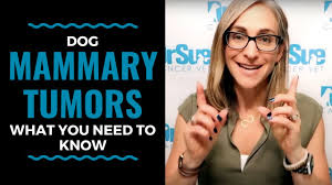 What should i tell my employer. Dog Mammary Tumors Signs Symptoms And Treatments Vlog 91 Youtube