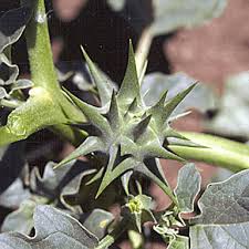 Image result for Datura ferox