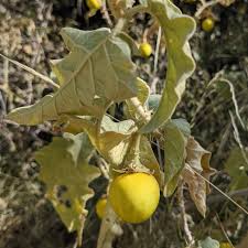 Image result for Solanum campylacanthum 'incanum type'