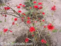 Image result for Calliandra tweedii