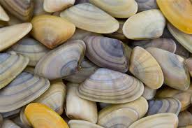 Originally from lombardy, the northern side of italy, the italian classic risotto has become a popular dish all around. Molluschi E Frutti Di Mare Classifica Dei 15 Piu Buoni Agrodolce