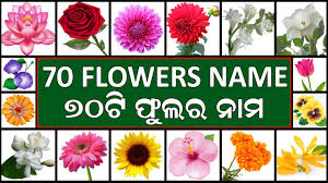 The images shown are therefore example images of a single species and in the case of cut flowers tend to be. 70 Flowers Name With Pictures In English To Odia à­­à­¦à¬Ÿ à¬« à¬²à¬° à¬¨ à¬® Name Of Flowers In English Odia Youtube