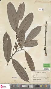 Image result for Polyceratocarpus gossweileri