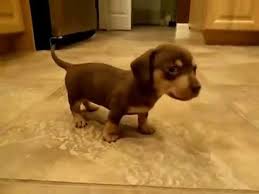 Meet joy, the cutest mini dachshund puppy! 5 Wk Old Cameo Dachshund Puppies Take Over House Youtube
