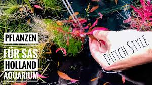 #redplants #aquascape #aquaplants #aquarium #aquarium #bucephalandraplant. Aquaddicted Video Tipp Pflanzen Fur Ein Hollandaquarium My Fish Aus Freude An Der Aquaristik