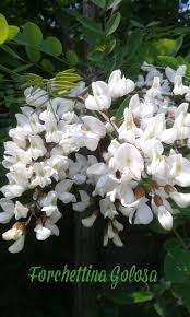 Note sognanti e romantiche di preziosi fiori bianchi, polvere morbida e muschio. Frittelle Di Fiori Di Acacia