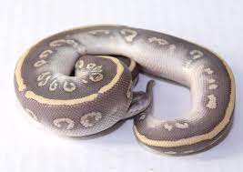 Pin On Snakes