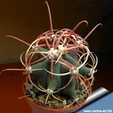 We hope you are very well and the genus ferocactus is aptly called the fierce cactus. Ferocactus Emoryi