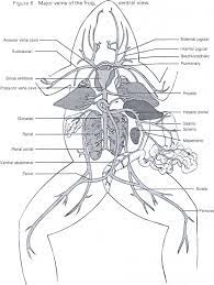 Frog Anatomy Coloring Sheets Google Search Frog Dissection Coloring Pages Color