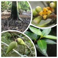 Image result for Avicenniaceae