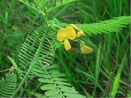 Image result for Sesbania sericea