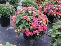Plantfiles Picture 1 Of Lantana Anne Marie Lantana Camara Rock Garden Landscaping Lantana Rock Garden