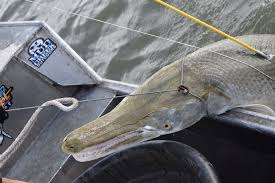 The alligator gar fish, aka atractosteus spatula, is a massive freshwater creature that weighs up to 350 pounds and measures up to 10 feet long. 240 Pounds Massive Alligator Gar Taken On Father S Day