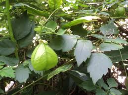 Image result for Cardiospermum grandiflorum