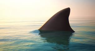 Leopard sharks are a species of houndshark that get their name from the dark gray dark spots covering their light graybacks. The Shark Attack That Changed Cape Cod Forever