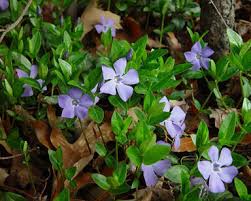 The dainty blue flowers are where can periwinkle be purchased? Vinca Major V Minor