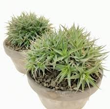 Image result for Geigeria brevifolia