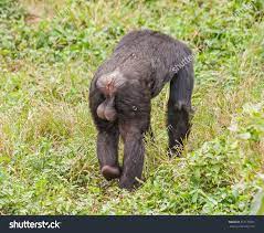 Adult Male Chimpanzee Big Balls Going Stock Photo 357179501 | Shutterstock