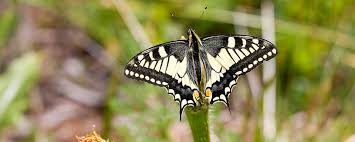 Planting a wide range of nectar and host plants is the best strategy for attracting the largest number of butterfly species. Schmetterlinge Fordern Im Garten Und Auf Dem Balkon Pro Natura