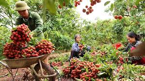 We did not find results for: Vietnam Bac Giang Focusing On Protecting Lychee Area Tridge