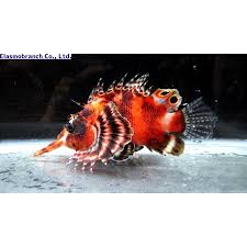 Yahoo!ショッピング - Yahoo! JAPAN