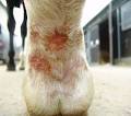 Krusten am Bein Archiv - Horse-Gate Forum - Pferde, Zucht und