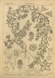 Image result for Nothosaerva