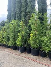 Image result for Podocarpus