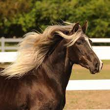 We did not find results for: The Rocky Mountain Breed Abbey Rocky Mountain Horses