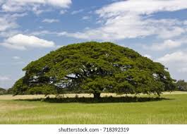 Image result for Samanea saman